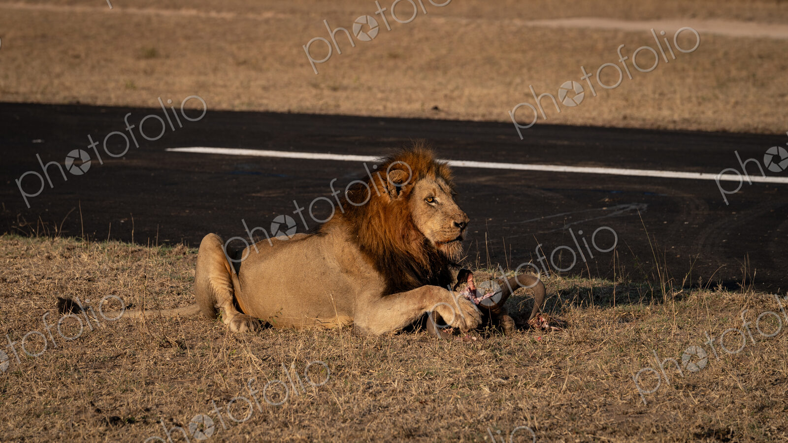 Lion, Panthera leo, Male. Male lion lying on dry grass next to an airstrip with a kill…