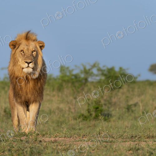Lion, Panthera leo, Male. Male lion with a prominent mane standing in a grassy field…
