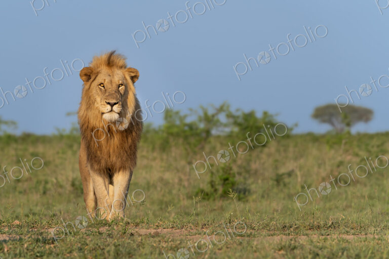 Lion, Panthera leo, Male. Male lion with a prominent mane standing in a grassy field…