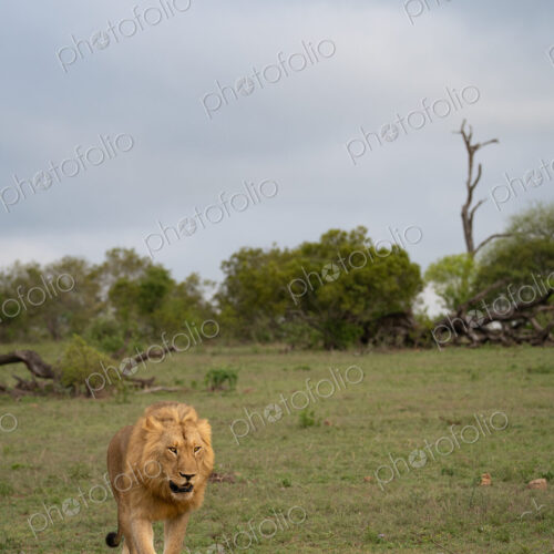 Lion, Panthera leo, Male. Male walking forward in a green, grassy field under a cloudy…