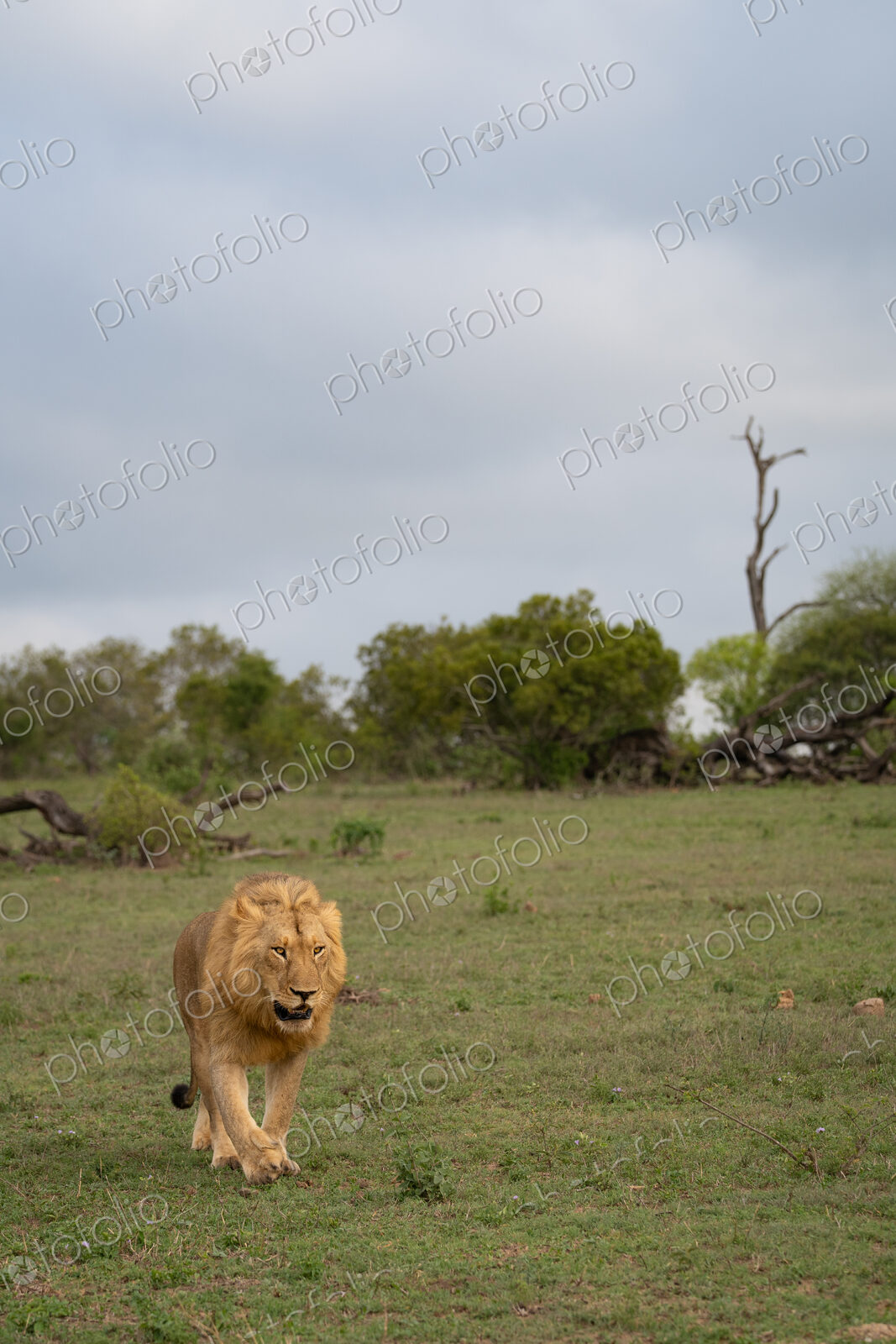 Lion, Panthera leo, Male. Male walking forward in a green, grassy field under a cloudy…