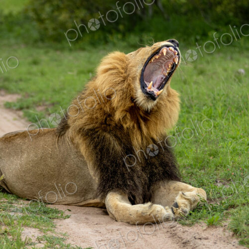 Lion, Panthera leo, Male. Male with a dark and light mane lying on a dirt road,…