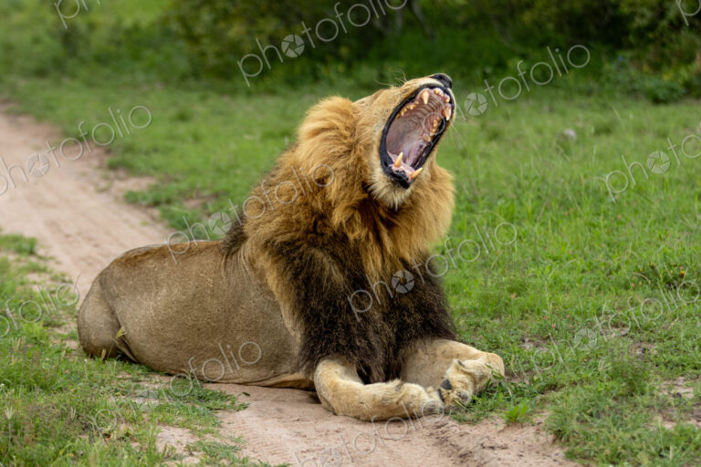 Lion, Panthera leo, Male. Male with a dark and light mane lying on a dirt road,…