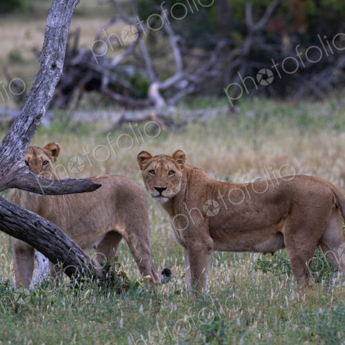 Lion, Panthera leo, Pair. Two lionesses standing in long grass near a fallen log. Lion, Panthera leo, Pair. Two lionesses standing in long grass near a fallen log.