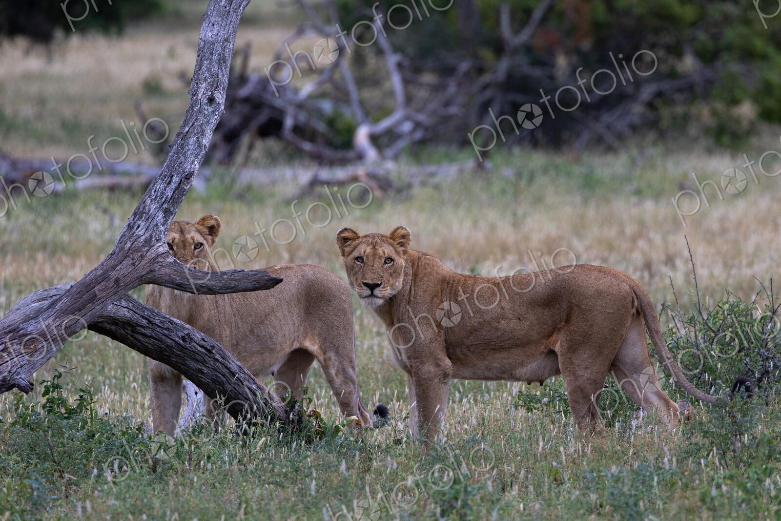 Lion, Panthera leo, Pair. Two lionesses standing in long grass near a fallen log.
