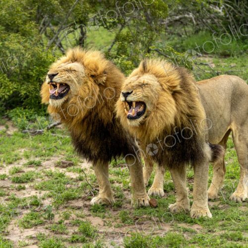 Lion, Panthera leo, Pair. Two male lions standing side-by-side with mouths open… Lion, Panthera leo, Pair. Two male lions standing side-by-side with mouths open…