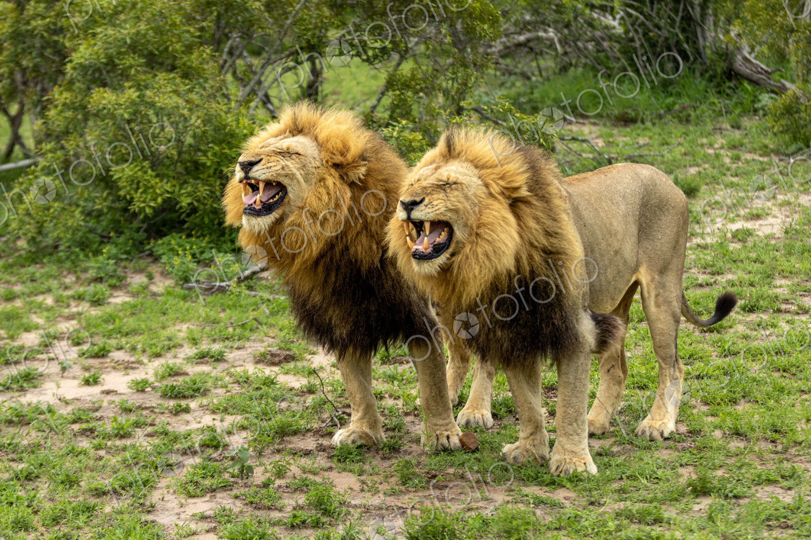 Lion, Panthera leo, Pair. Two male lions standing side-by-side with mouths open…