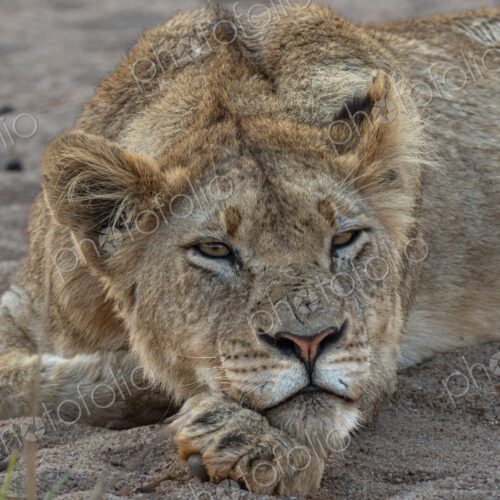 Lion, Panthera leo, Subadult. Lying down, resting its chin on its paw in the sand.