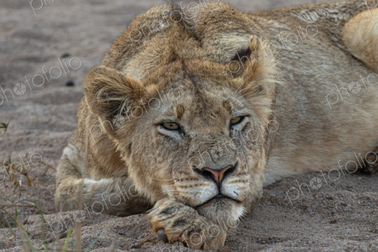 Lion, Panthera leo, Subadult. Lying down, resting its chin on its paw in the sand.