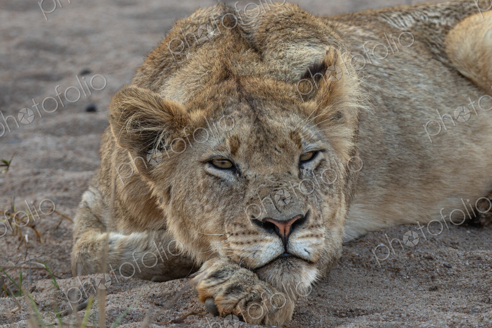 Lion, Panthera leo, Subadult. Lying down, resting its chin on its paw in the sand.