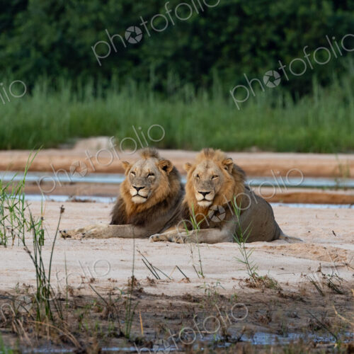 Lion, Panthera leo, Two male lions resting side-by-side on a sandbank near water.