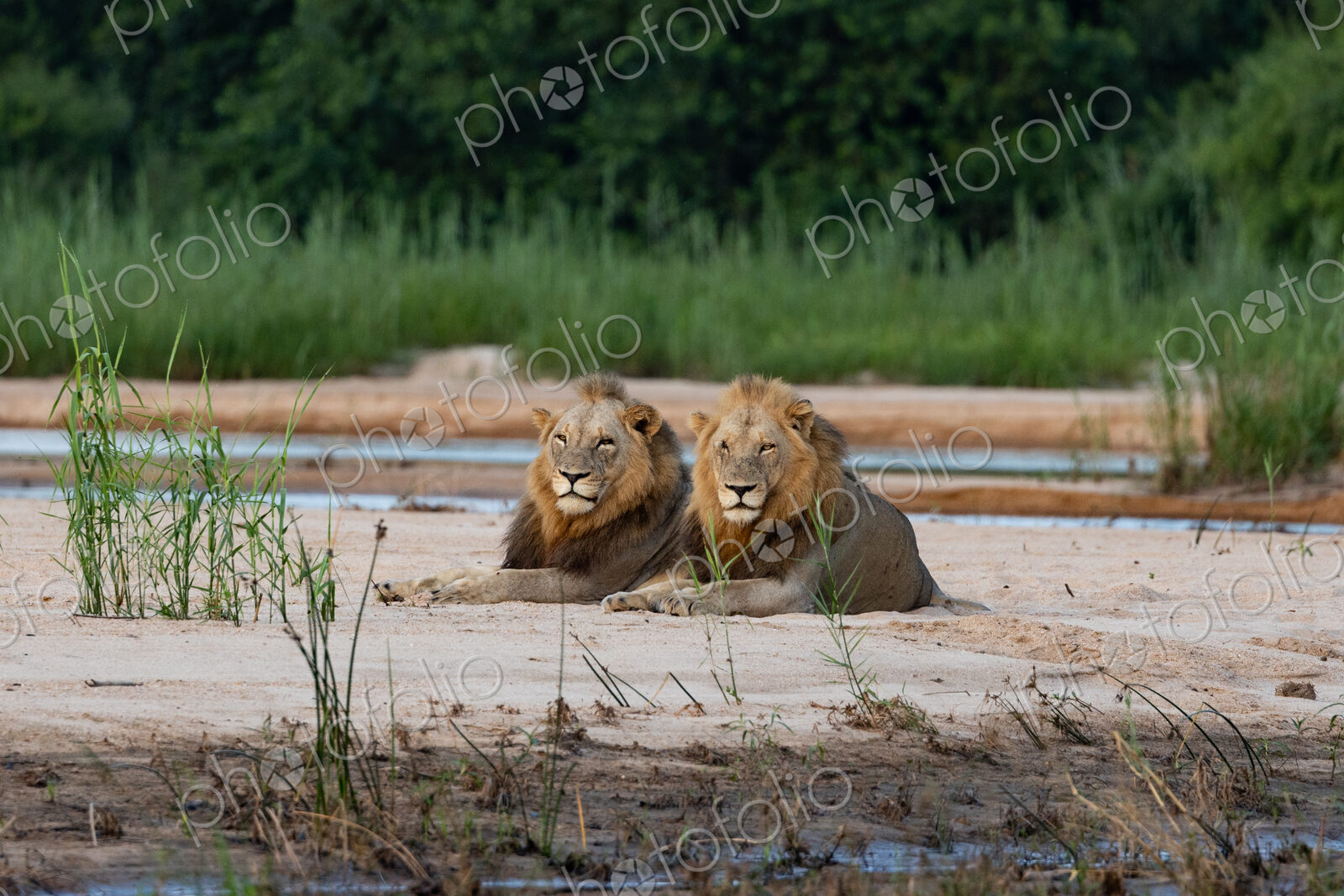 Lion, Panthera leo, Two male lions resting side-by-side on a sandbank near water.