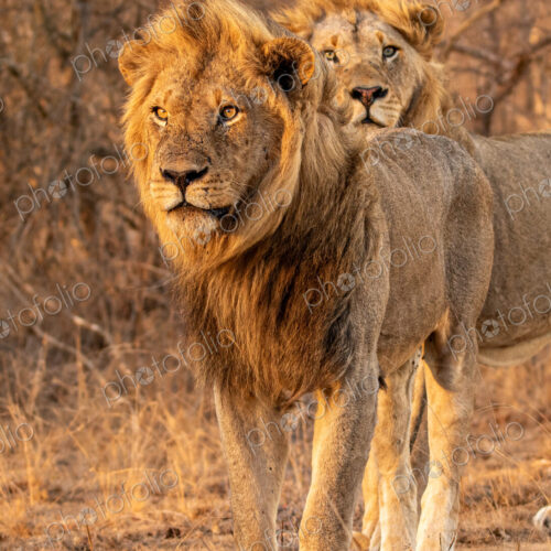 Lion, Panthera leo, Two male lions standing together, one looking at the camera.