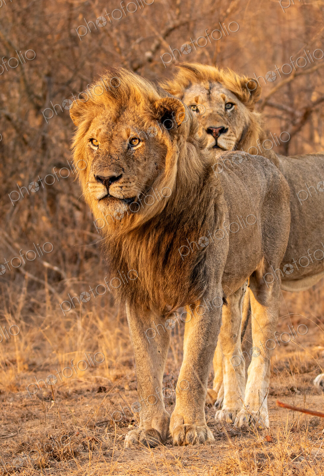 Lion, Panthera leo, Two male lions standing together, one looking at the camera.