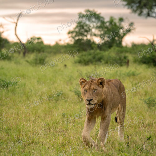 Lion, Panthera leo, Young male lion walking through a lush green clearing, looking at…