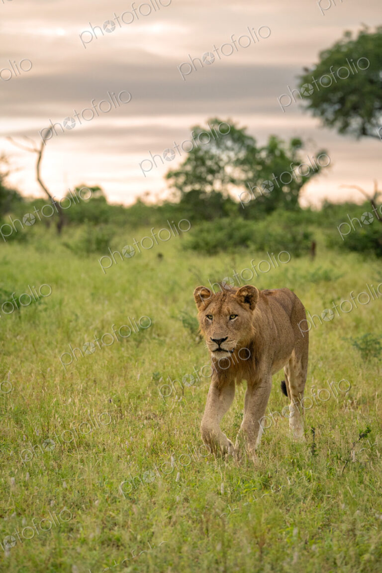 Lion, Panthera leo, Young male lion walking through a lush green clearing, looking at…