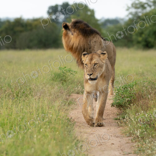 Lion, Panthera leo, a male and lioness walk through the bush. Lion, Panthera leo, a male and lioness walk through the bush.