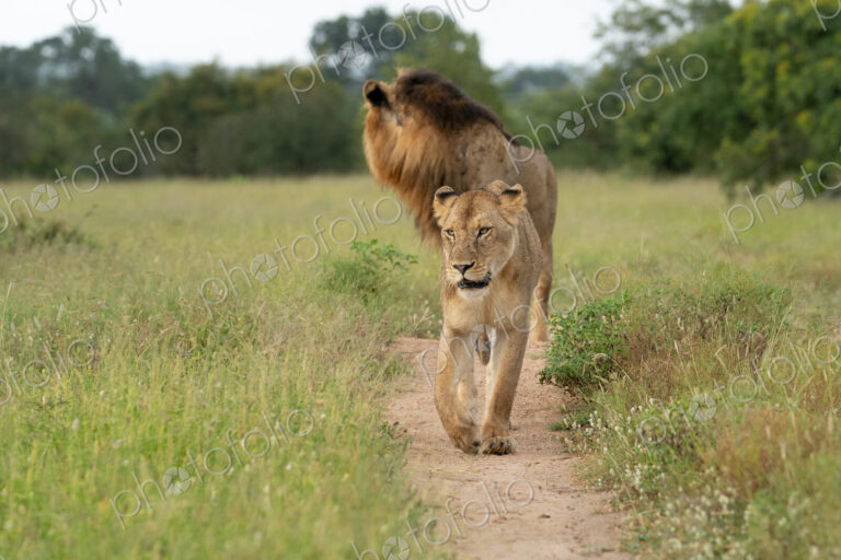 Lion, Panthera leo, a male and lioness walk through the bush.