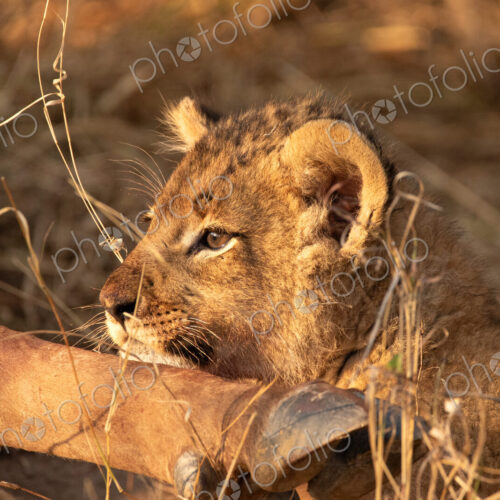 Lion, Panthera leo, close-up of a cub. Lion, Panthera leo, close-up of a cub.