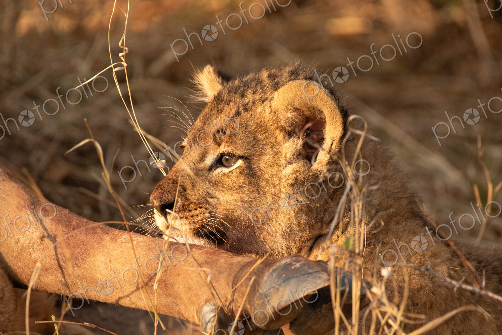 Lion, Panthera leo, close-up of a cub.