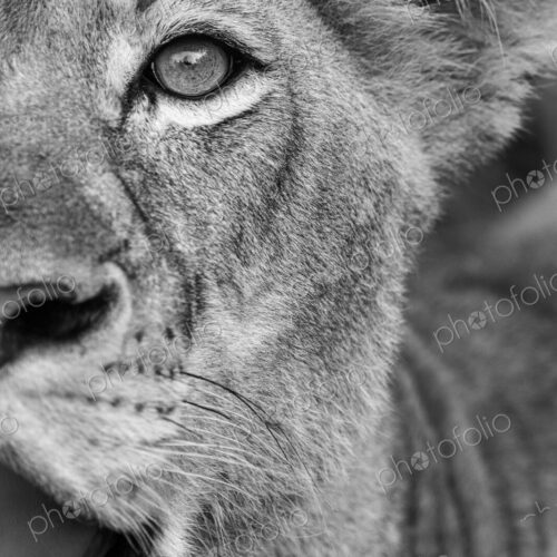 Lion, Panthera leo, close up of a lioness, in black and white.