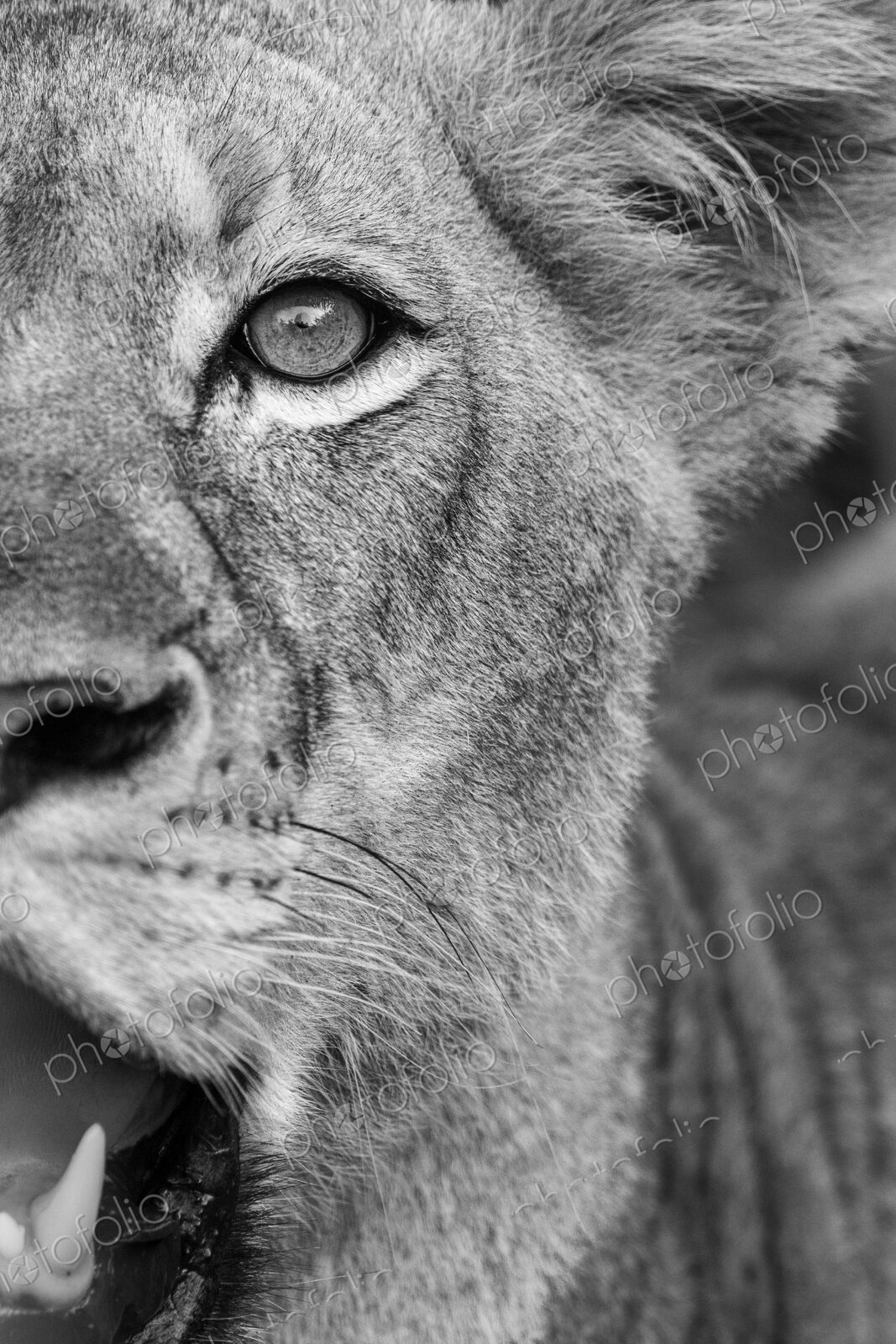 Lion, Panthera leo, close up of a lioness, in black and white.
