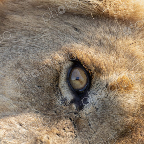 Lion, Panthera leo, close-up of a male's eye. Lion, Panthera leo, close-up of a male's eye.