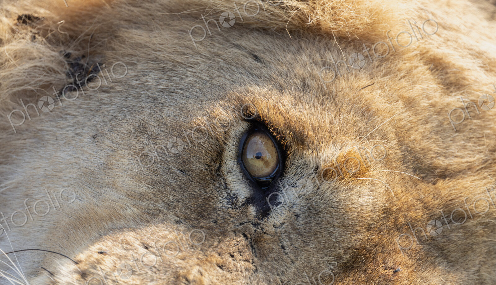 Lion, Panthera leo, close-up of a male’s eye.