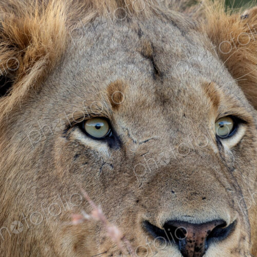 Lion, Panthera leo, close-up of a male's eye. Lion, Panthera leo, close-up of a male's eye.