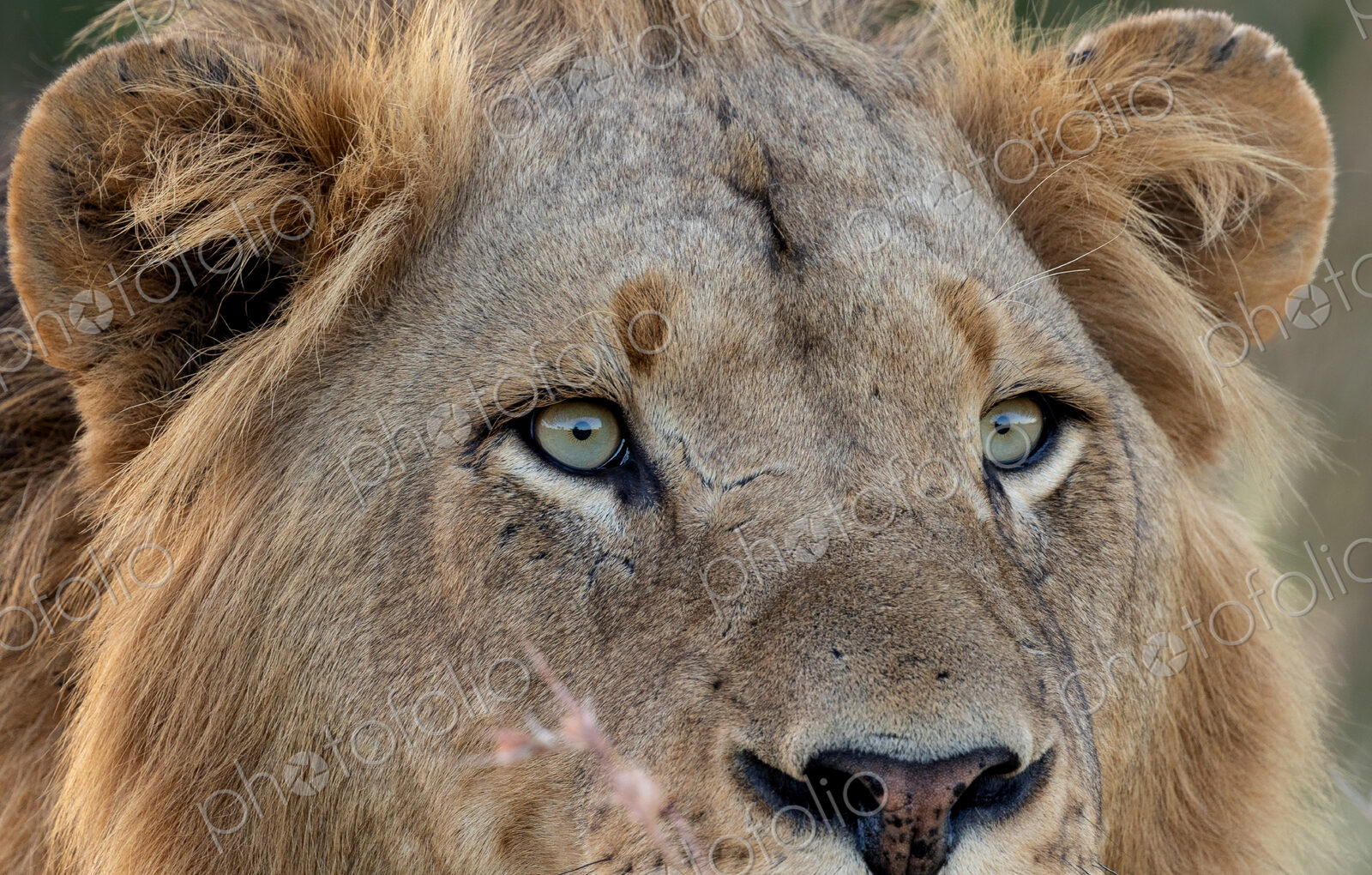 Lion, Panthera leo, close-up of a male’s eye.
