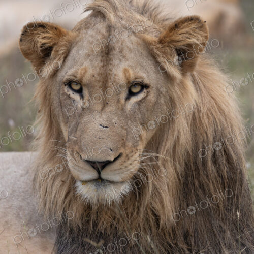 Lion, Panthera leo, close-up of a young male.