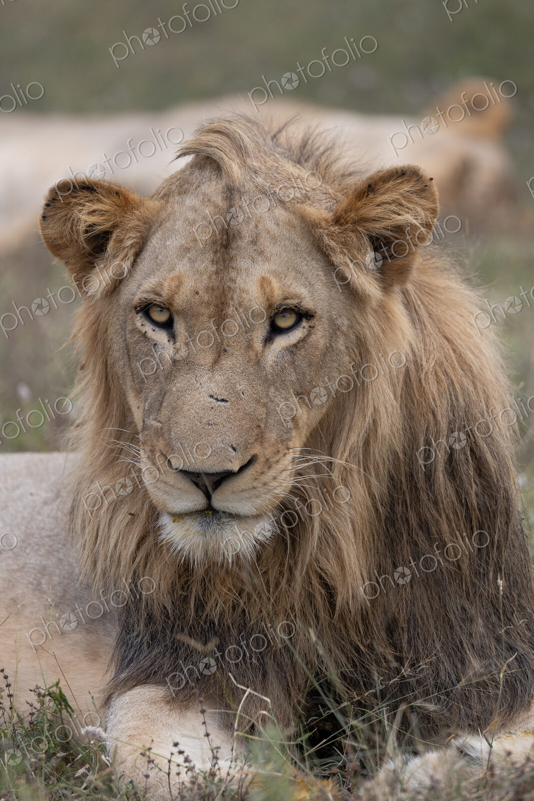 Lion, Panthera leo, close-up of a young male.