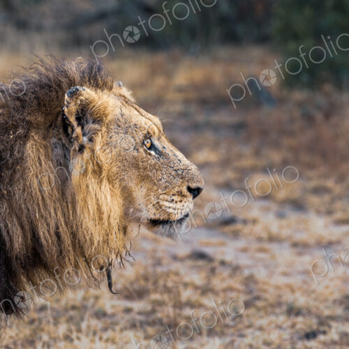 Lion, Panthera leo, close-up of face.