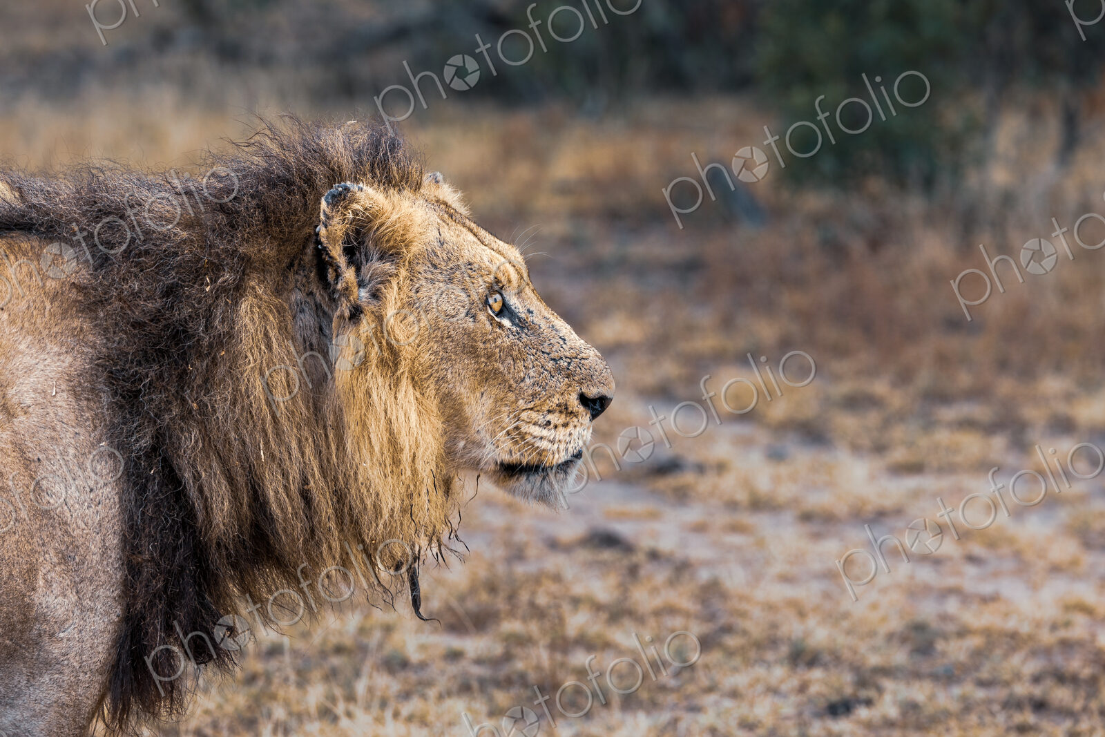 Lion, Panthera leo, close-up of face.