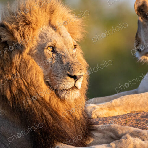 Lion, Panthera leo, close-up portrait, golden light.