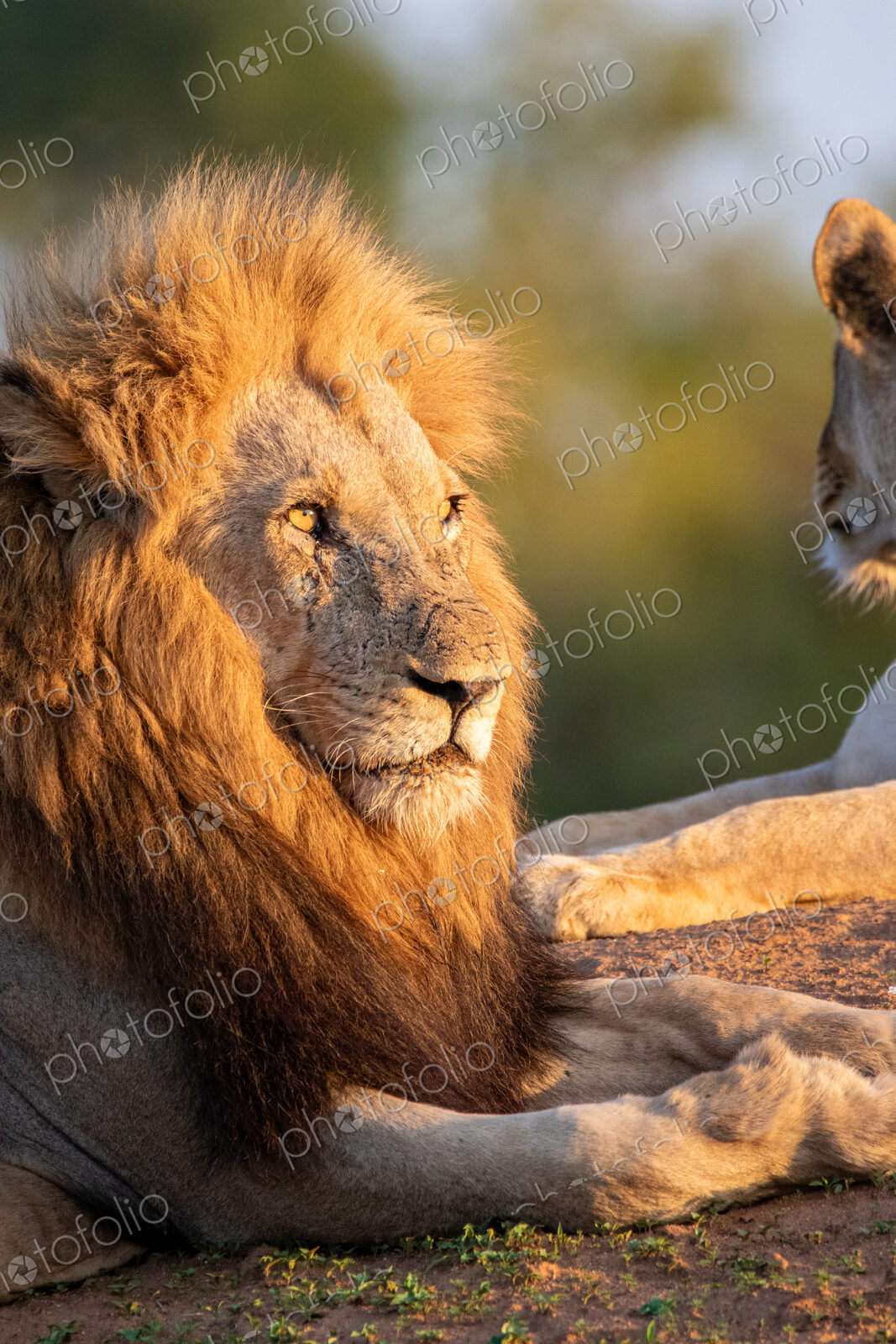 Lion, Panthera leo, close-up portrait, golden light.