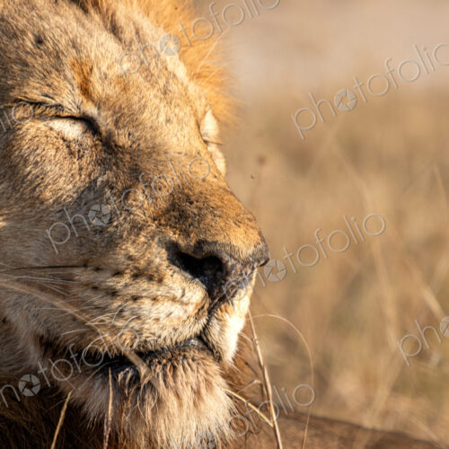 Lion, Panthera leo, close-up portrait, resting with his face to the morning sun, with… Lion, Panthera leo, close-up portrait, resting with his face to the morning sun, with…