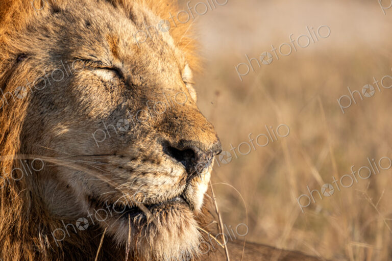 Lion, Panthera leo, close-up portrait, resting with his face to the morning sun, with…