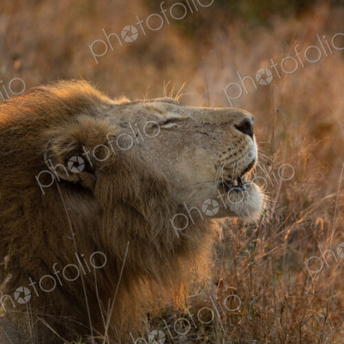 Lion, Panthera leo, close up profile of a male lion lying in the grass, roaring, mouth… Lion, Panthera leo, close up profile of a male lion lying in the grass, roaring, mouth…