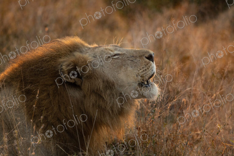 Lion, Panthera leo, close up profile of a male lion lying in the grass, roaring, mouth…