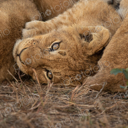 Lion, Panthera leo, cluse up of lion cubs cuddling. Lion, Panthera leo, cluse up of lion cubs cuddling.