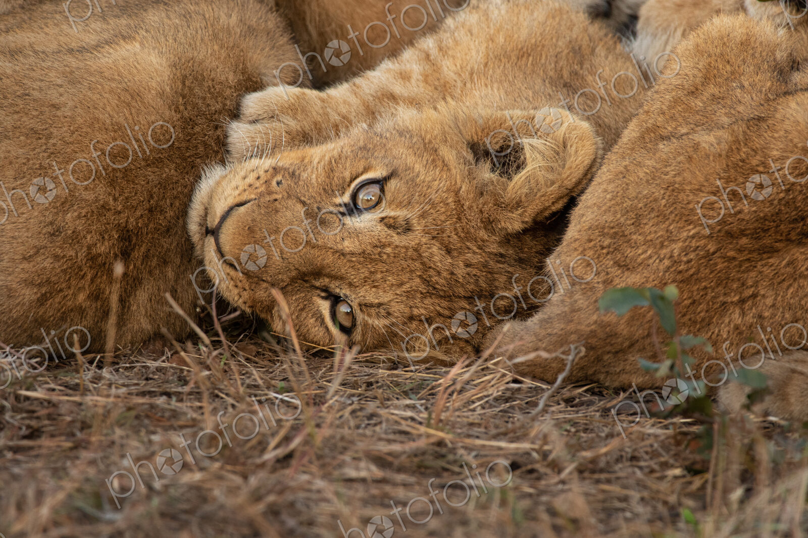 Lion, Panthera leo, cluse up of lion cubs cuddling.