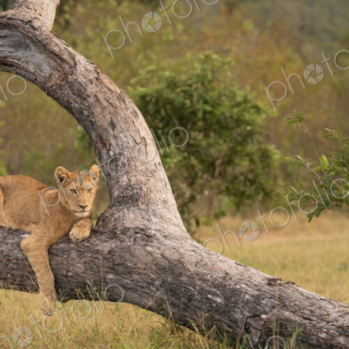Lion, Panthera leo, cub lying in a tree. Lion, Panthera leo, cub lying in a tree.