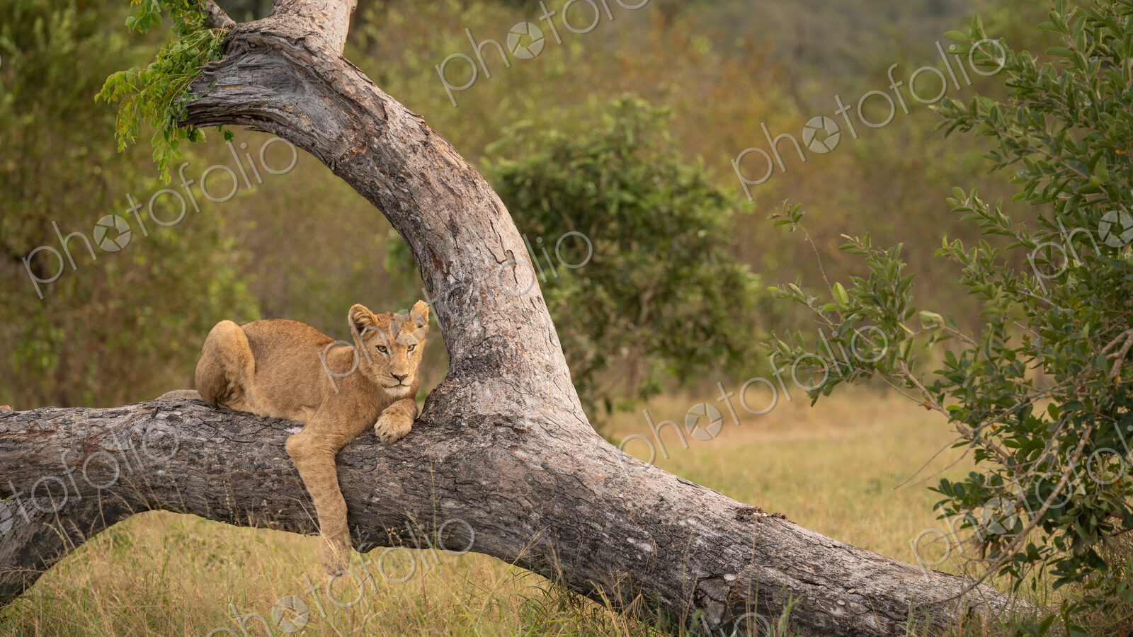 Lion, Panthera leo, cub lying in a tree.