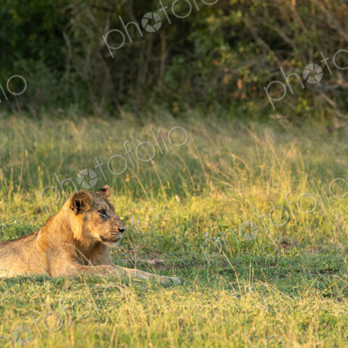 Lion, Panthera leo, cub lying in grass. Lion, Panthera leo, cub lying in grass.