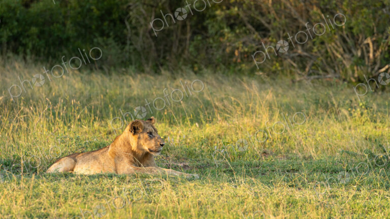 Lion, Panthera leo, cub lying in grass.