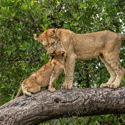 Lion, Panthera leo, cubs playing in a marula tree, showing their playful nature. Lion, Panthera leo, cubs playing in a marula tree, showing their playful nature.