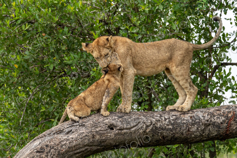 Lion, Panthera leo, cubs playing in a marula tree, showing their playful nature.