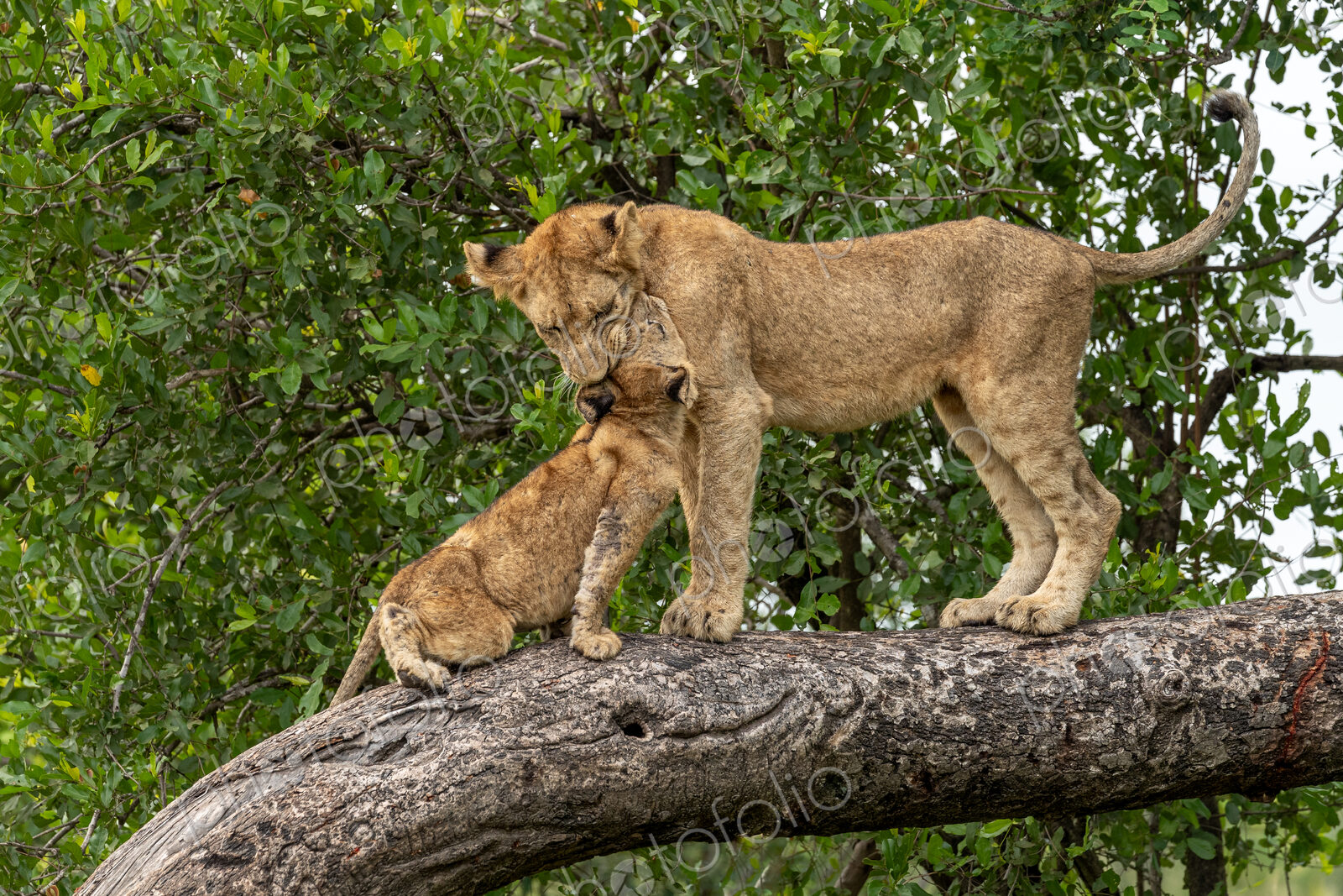 Lion, Panthera leo, cubs playing in a marula tree, showing their playful nature.