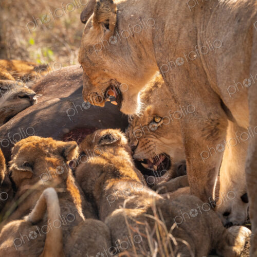 Lion, Panthera leo, displaying a threatening snarl. Lion, Panthera leo, displaying a threatening snarl.